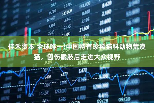 佳禾资本 全球唯一!中国特有珍稀猫科动物荒漠猫，因伤截肢后走进大众视野