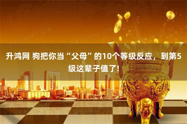 升鸿网 狗把你当“父母”的10个等级反应，到第5级这辈子值了!